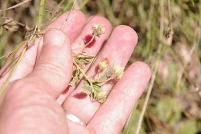 Hermannia texana