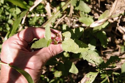 Malvastrum aurantiacum, photographed by Eric Knight
