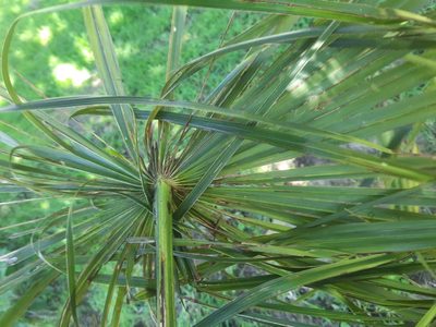 Trachycarpus fortunei, photographed by Alice Shanks