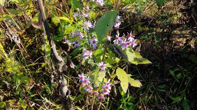 Symphyotrichum shortii, photographed by Ryan Sorrells
