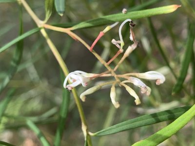 Grevillea linearifolia, photographed by Geoff Shuetrim