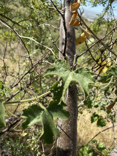 Passiflora arizonica, photographed by Luis Fernando Valdez Ojeda