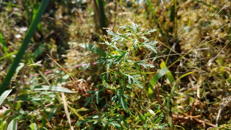 Leucospora multifida, photographed by Ryan Sorrells