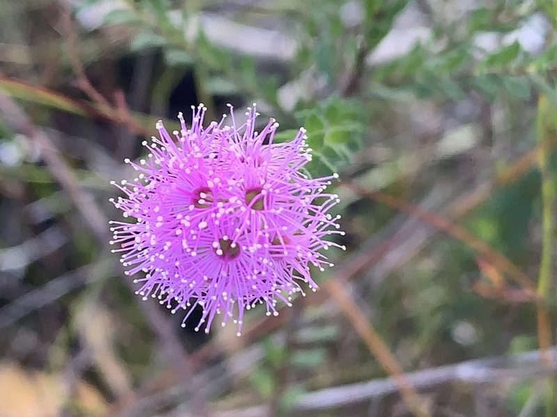 Kunzea capitata, photographed by Geoff Shuetrim
