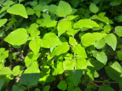 Parietaria debilis, photographed by Alice Shanks
