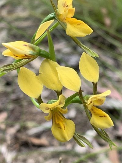 Diuris aurea, photographed by Lukas Clews
