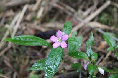 Tristemma mauritianum, photographed by Michael A. Alcorn