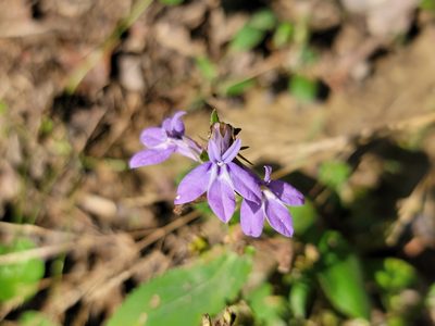 Lobelia puberula, photographed by Elias