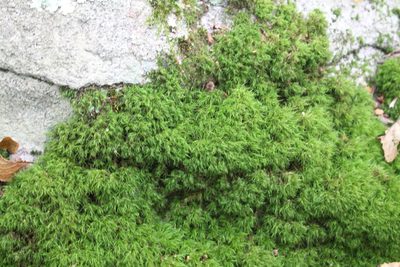 Orthodicranum fulvum, photographed by Violet T.