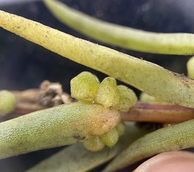 Suaeda rolandii, photographed by Zihao Wang