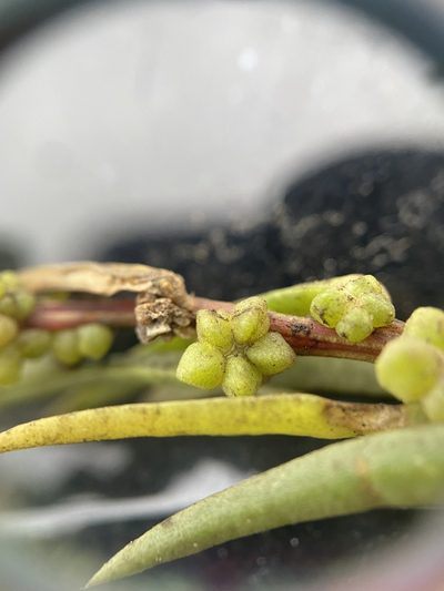 Suaeda rolandii, photographed by Zihao Wang