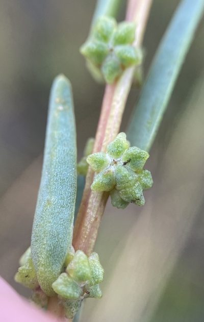 Suaeda rolandii, photographed by Zihao Wang