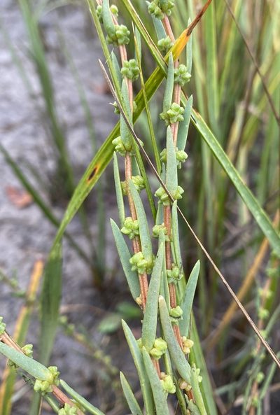 Suaeda rolandii, photographed by Zihao Wang