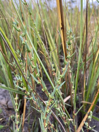 Suaeda rolandii, photographed by Zihao Wang