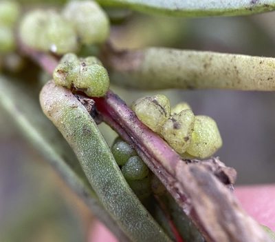 Suaeda rolandii, photographed by Zihao Wang