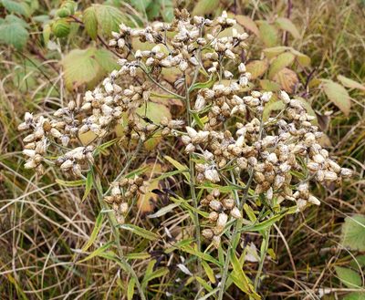 Pseudognaphalium obtusifolium, photographed by aarongunnar
