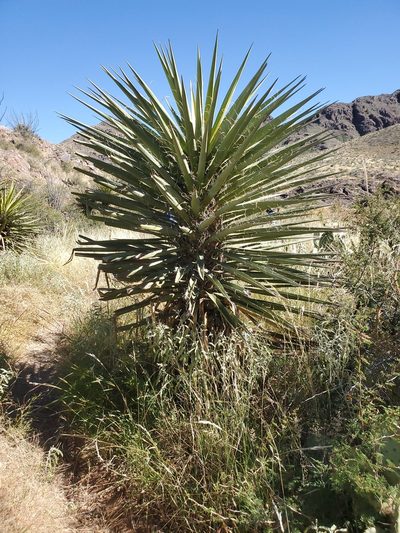 Yucca faxoniana, photographed by Craig Martin