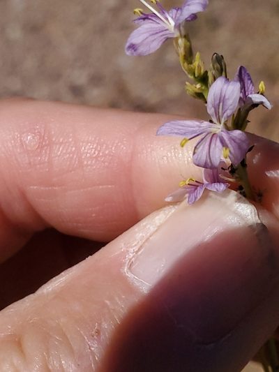 Carlowrightia linearifolia, photographed by Craig Martin