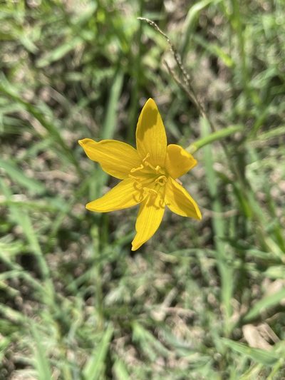 Zephyranthes pulchella, photographed by Evelyn Lazzaretti 🏳️‍⚧️