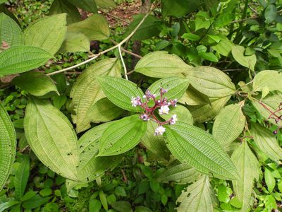 Miconia conospeciosa, photographed by fede2cr