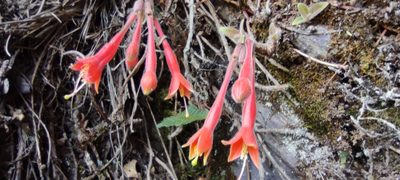 Fuchsia apetala, photographed by Santiago Martín-Bravo