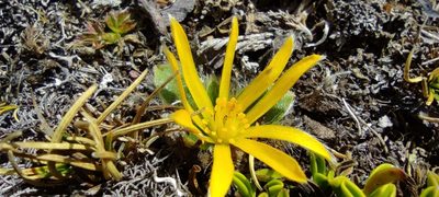 Knowltonia integrifolia, photographed by Santiago Martín-Bravo