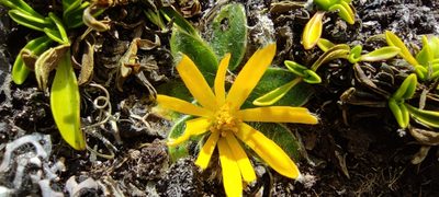Knowltonia integrifolia, photographed by Santiago Martín-Bravo