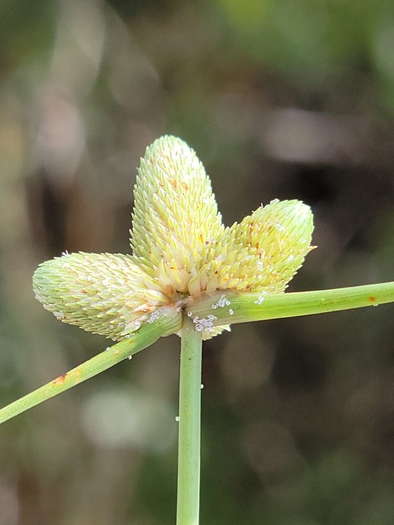 Cyperus neotropicalis, photographed by Jay Horn
