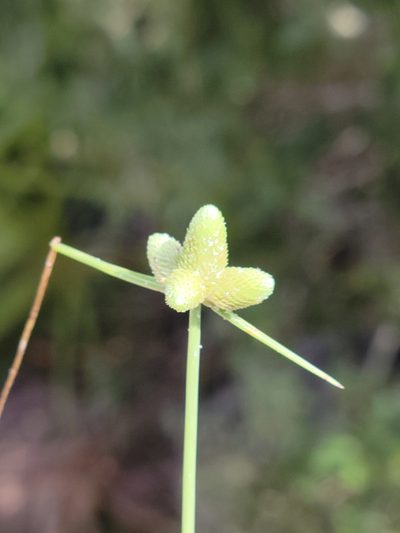 Cyperus neotropicalis, photographed by Jay Horn