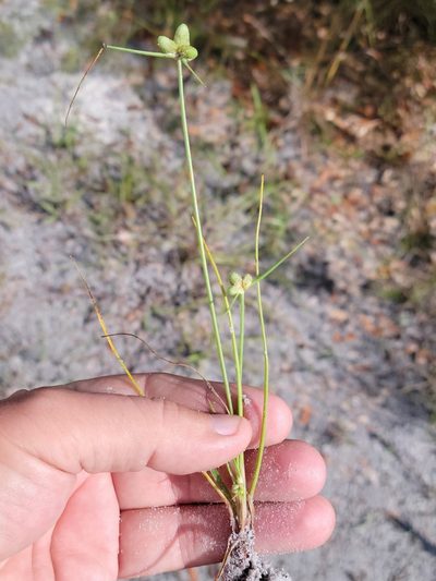 Cyperus neotropicalis, photographed by Jay Horn