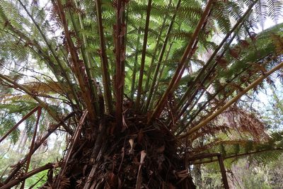 Dicksonia antarctica, photographed by Cowirrie