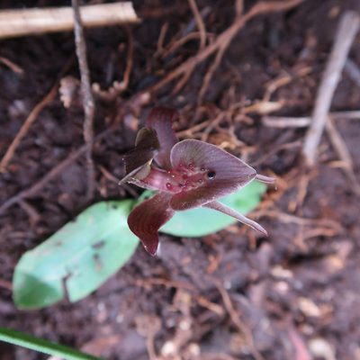 Chiloglottis triceratops, photographed by Cowirrie