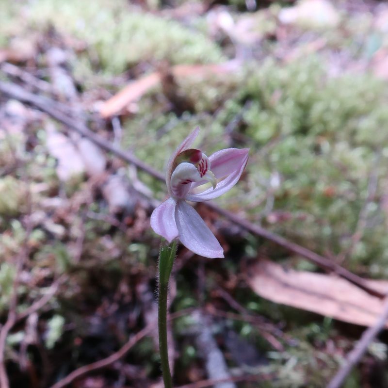 Caladenia mentiens, photographed by Cowirrie
