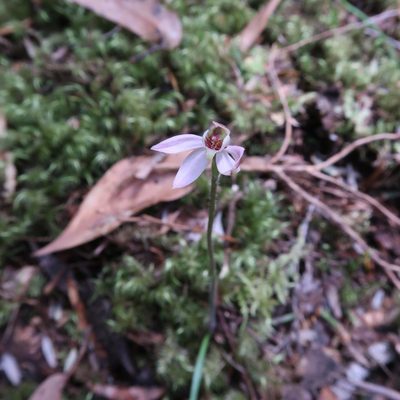 Caladenia mentiens, photographed by Cowirrie