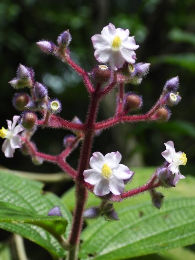 Miconia conospeciosa, photographed by fede2cr