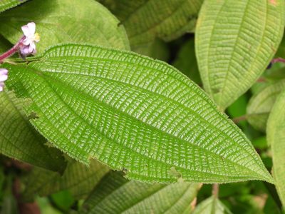Miconia conospeciosa, photographed by fede2cr