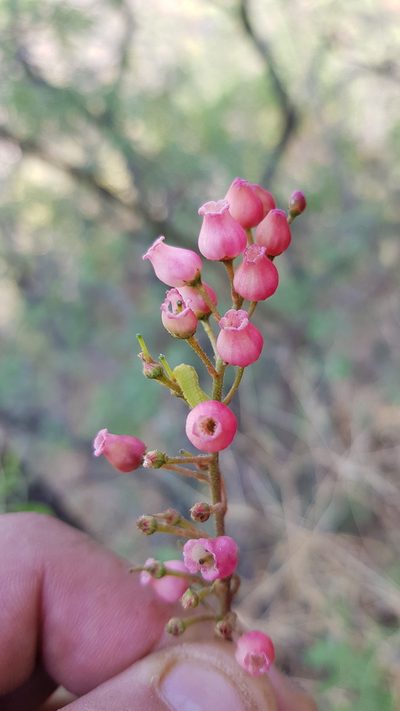 Comarostaphylis glaucescens, photographed by Eugenio Padilla