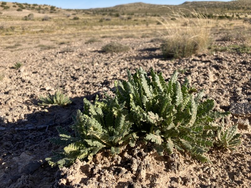 Phacelia sivinskii, photographed by Cecelia Alexander