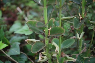 Kalanchoe densiflora, photographed by Steven Bodzin