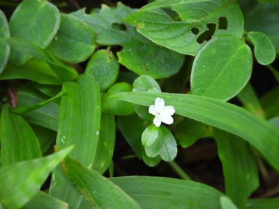 Geophila repens, photographed by fede2cr