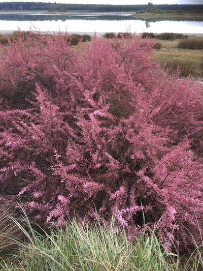 Tamarix chinensis, photographed by Nicholas Allen