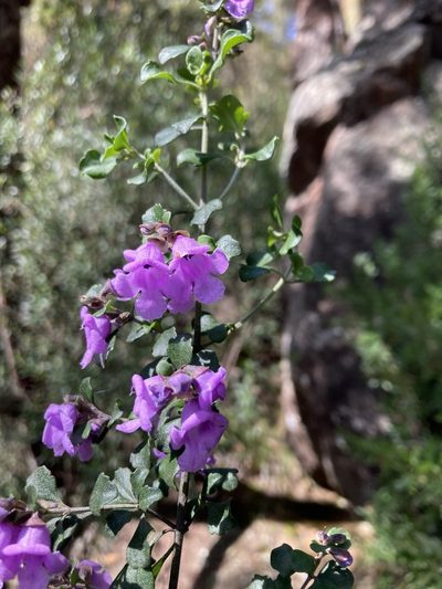 Prostanthera rotundifolia, photographed by krumpianking