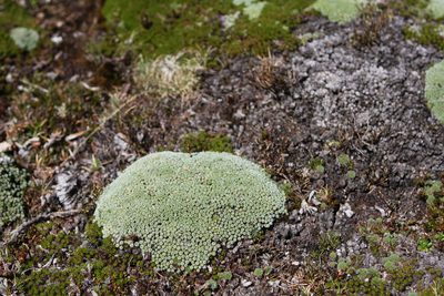 Pterygopappus lawrencei, photographed by John Brew