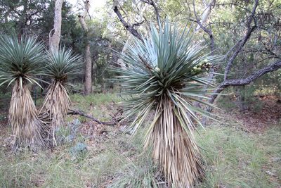 Yucca madrensis, photographed by Millie Basden