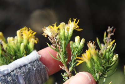 Ericameria laricifolia, photographed by Millie Basden