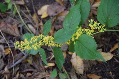 Solidago flexicaulis, photographed by Pierre Cartier