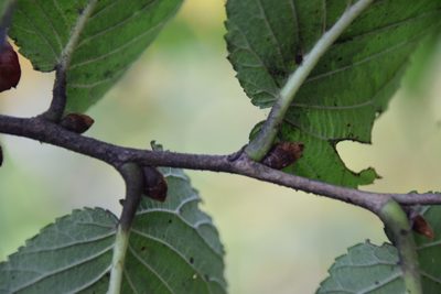 Ulmus rubra, photographed by Pierre Cartier