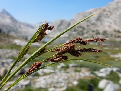 Carex luzulina, photographed by Matt Lavin