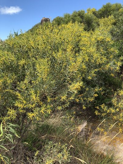 Acacia leptostachya, photographed by elawrey