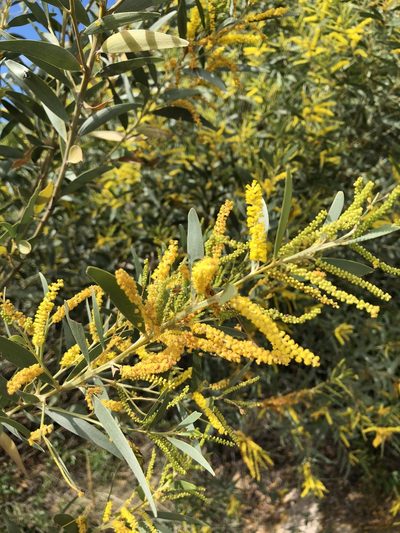 Acacia leptostachya, photographed by elawrey